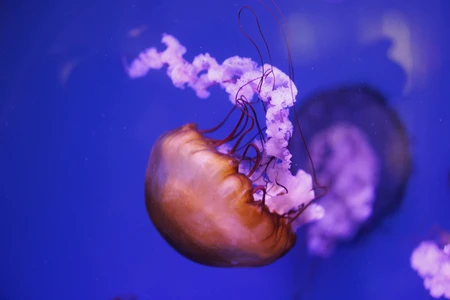 Graceful Jellyfish