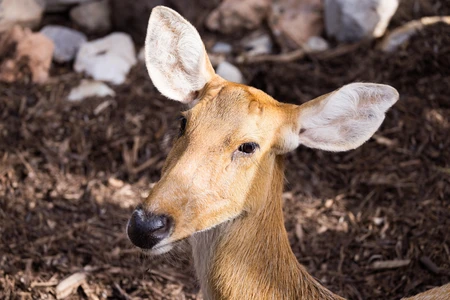 Deer in Natural Habitat