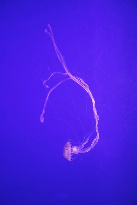 Graceful Jellyfish