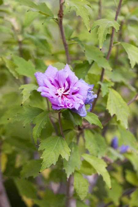 Purple Flower in Natural Setting