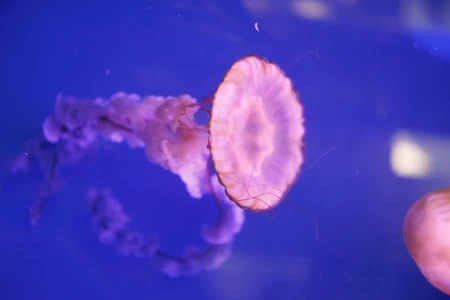 Graceful Jellyfish