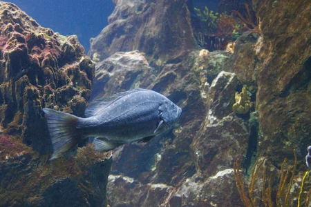 Underwater Fish
