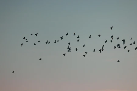 Flock of Birds in Flight