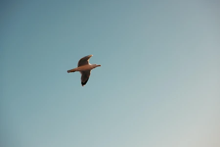 Seagull in Flight