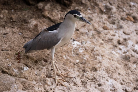 Heron on Rocky Terrain