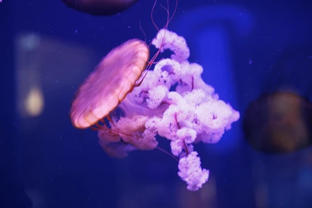 Jellyfish in Aquarium
