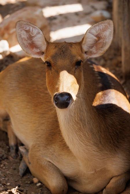 Resting Deer in Sunlight