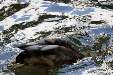 Duck in Water