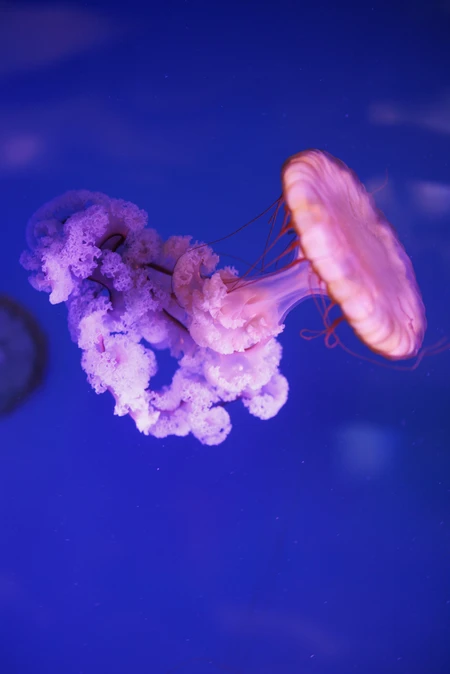Elegant Jellyfish