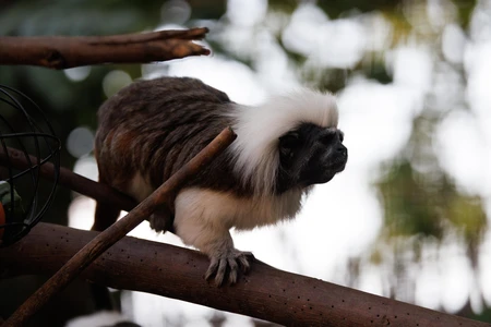 Tamarin on a Tree Branch