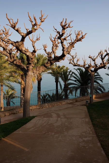 Coastal Pathway with Palm Trees