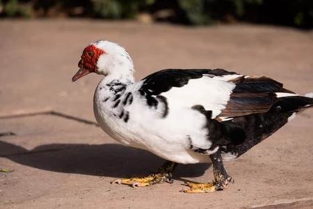 Muscovy Duck on Pavement