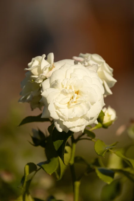 White Roses in Bloom