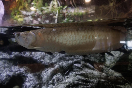 Aquarium Fish in Water