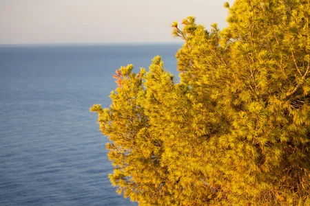 Coastal Pine at Sunset