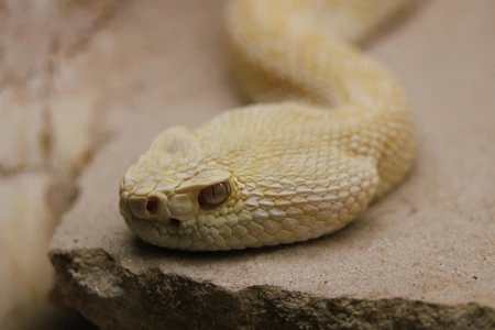 Close-up of a Desert Viper