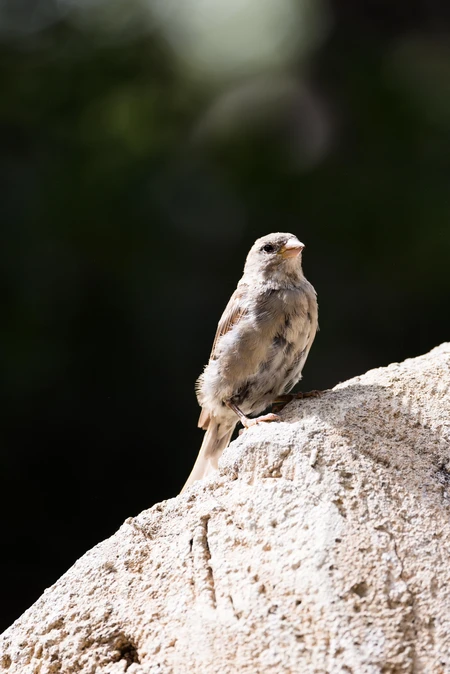 Sparrow on Rock