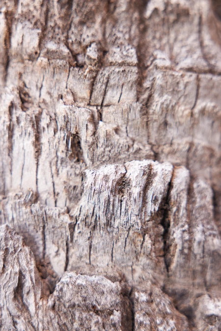 Textured Tree Bark