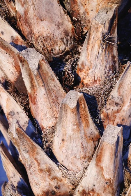 Close-Up of Tree Bark