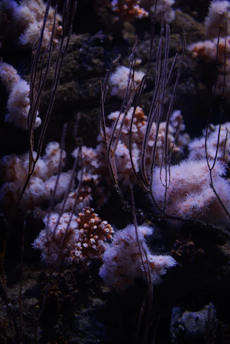 Underwater Coral Scene