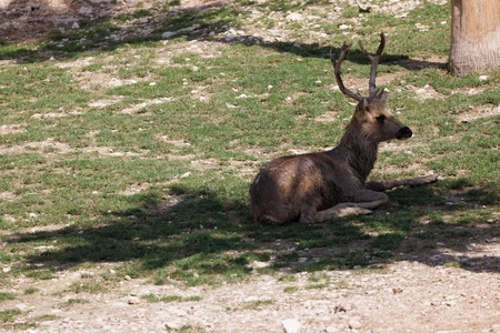 Resting Deer in Sunlight