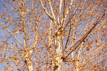 Autumn Tree Branches