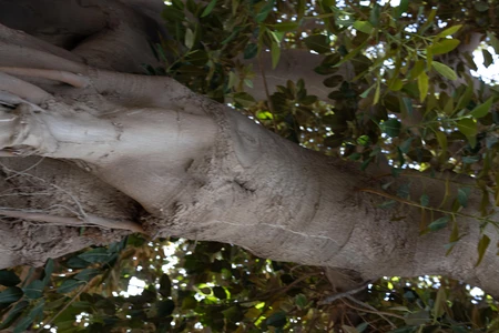 Close-Up of Tree Trunk and Leaves