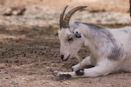Resting Goat on Dirt Ground