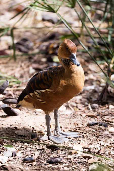 Duck in Natural Habitat