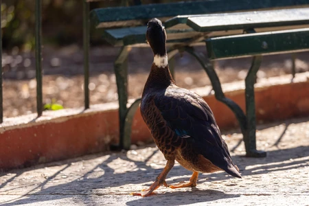 Duck in Sunlit Park