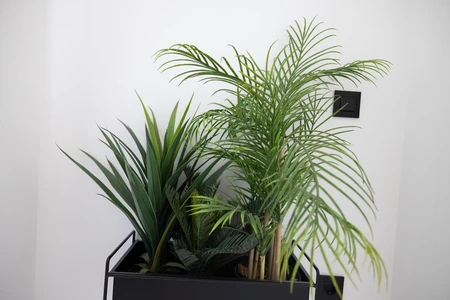 Indoor Greenery Arrangement