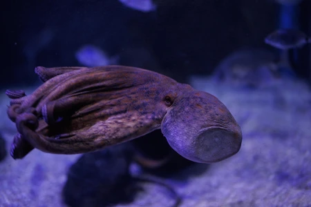 Aquatic Octopus Display