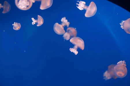 Jellyfish in the Deep Blue