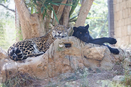 Resting Jaguars in Sanctuary
