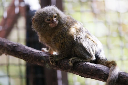 Pygmy Marmoset on a Tree Branch