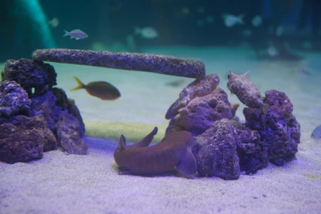 Underwater Scene in Aquarium