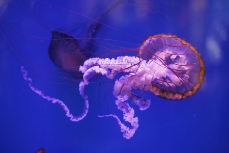 Elegant Jellyfish Under Water