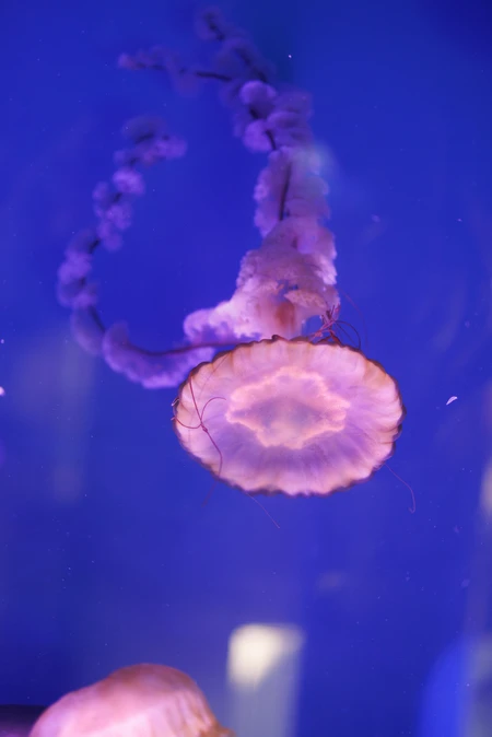 Graceful Jellyfish in Blue Waters