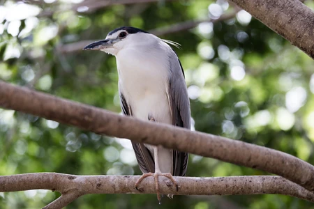 Heron on a Tree Branch