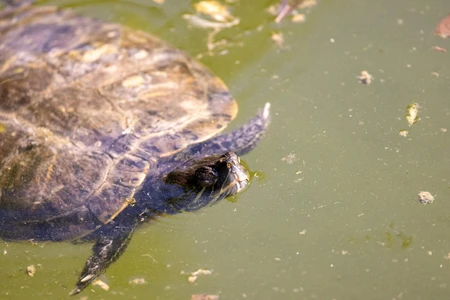 Turtle in Murky Waters
