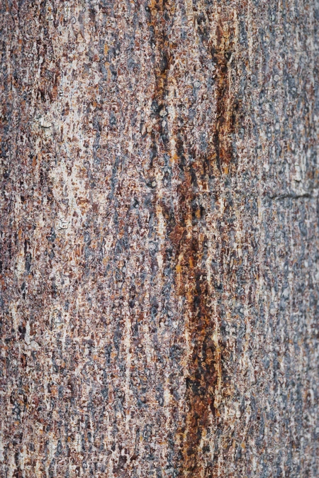 Textured Tree Bark