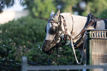Decorated Horse in Harness