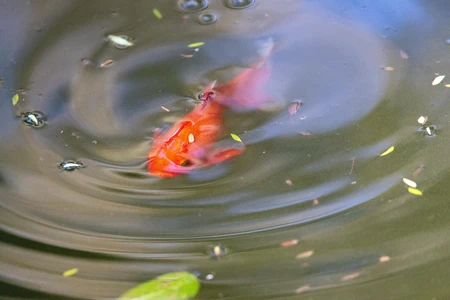 Koi Fish in Tranquil Pond
