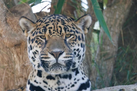 Regal Jaguar in Natural Habitat