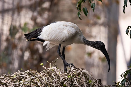 Ibis on Nest