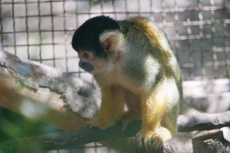 Monkey in Enclosure
