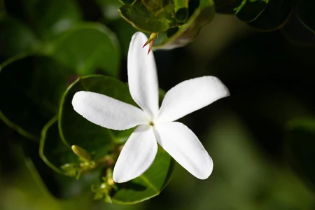 White Flower in Greenery