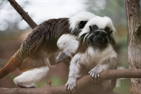 Tamarin Monkeys on a Branch