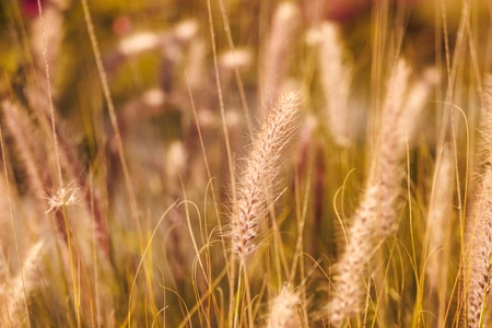 Serene Grassland