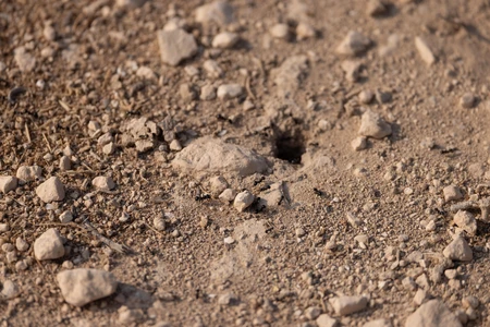 Ants on Rocky Terrain